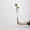 Boule d'oignon courbée 2 têtes (rose)