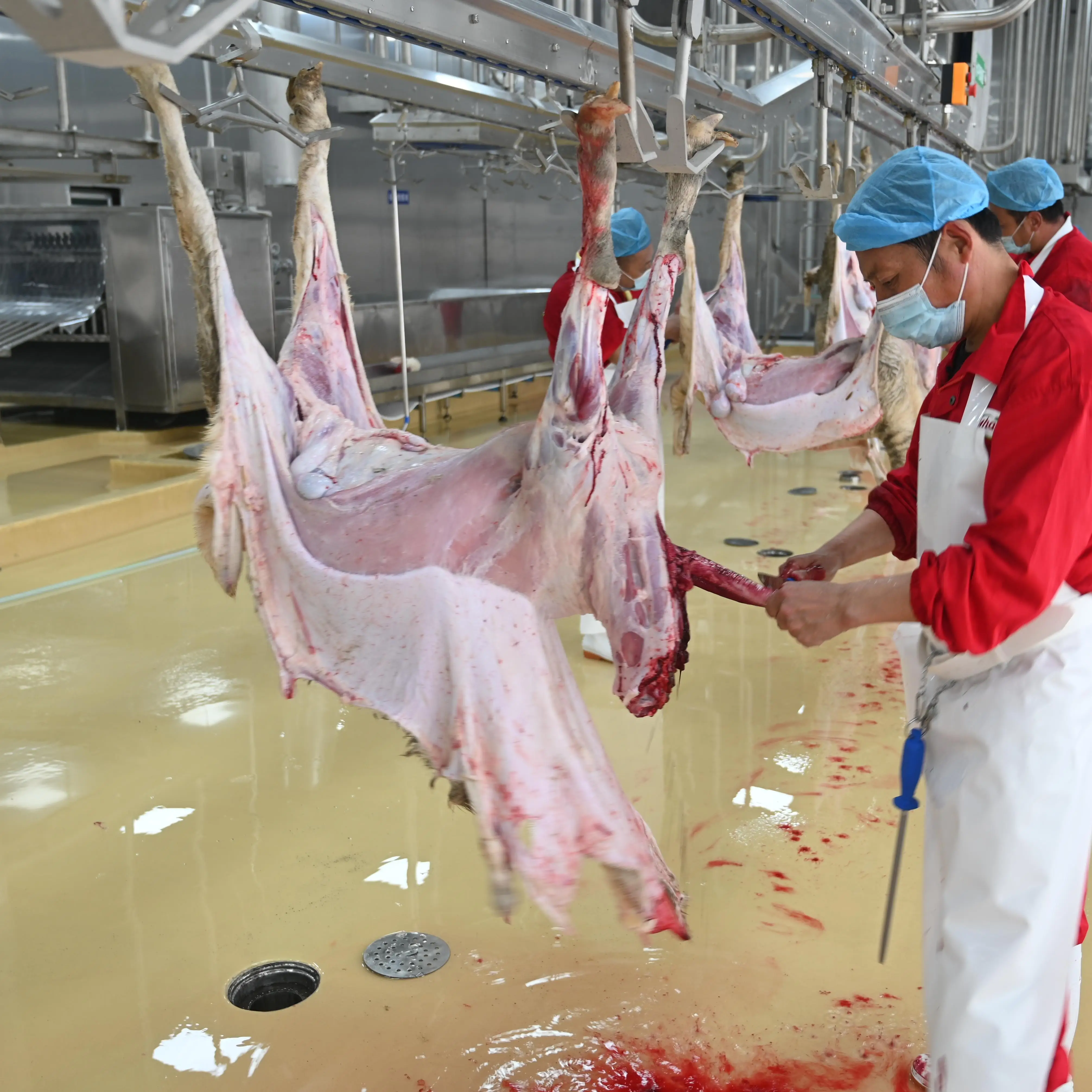 Fully automated sheep and goat slaughtering lines – efficient slaughterhouse solutions from stunning to carcass handling