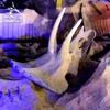 Triceratops fossil