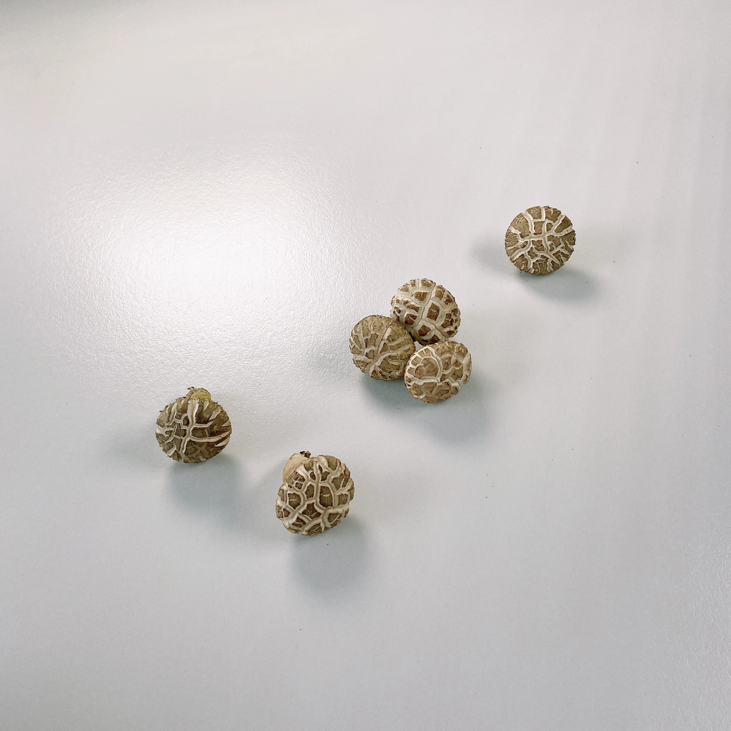 Изысканный вкусный гриб хорошего качества G r a d e A Fresh Hua Shitake