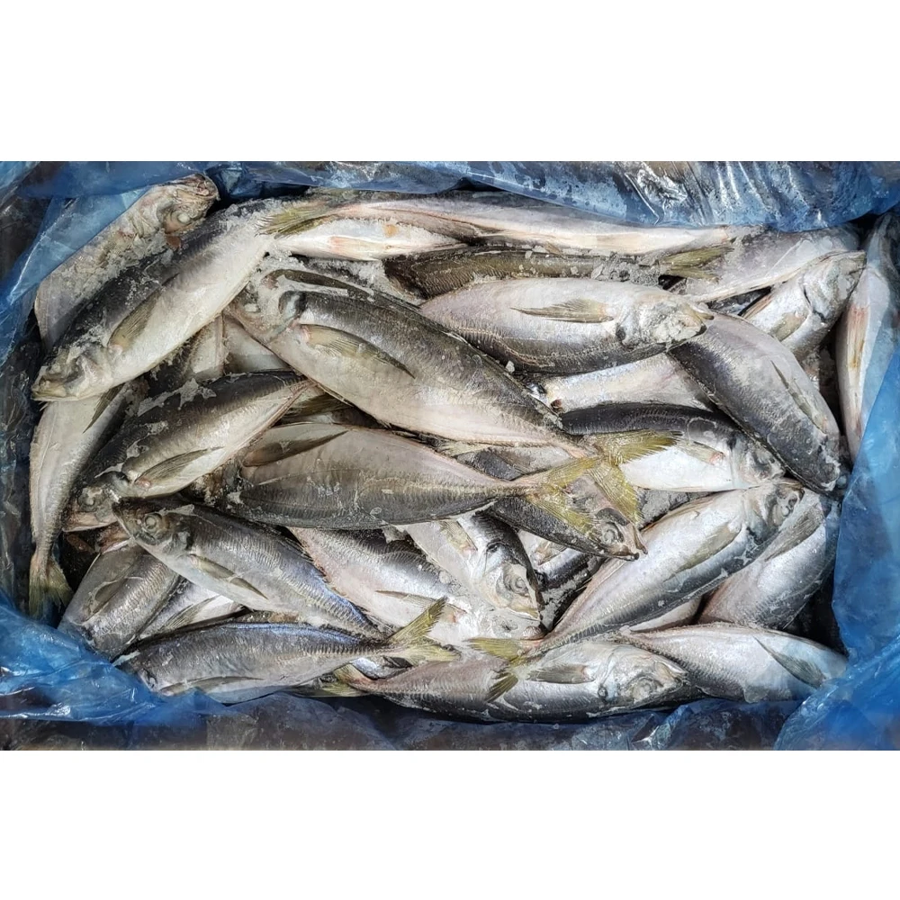 Frozen-mackerel-fish Mackerel Fish in China Frozen Horse Mackerel Supplier