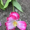 1# Pink, B3 big flower hand tulip deep powder