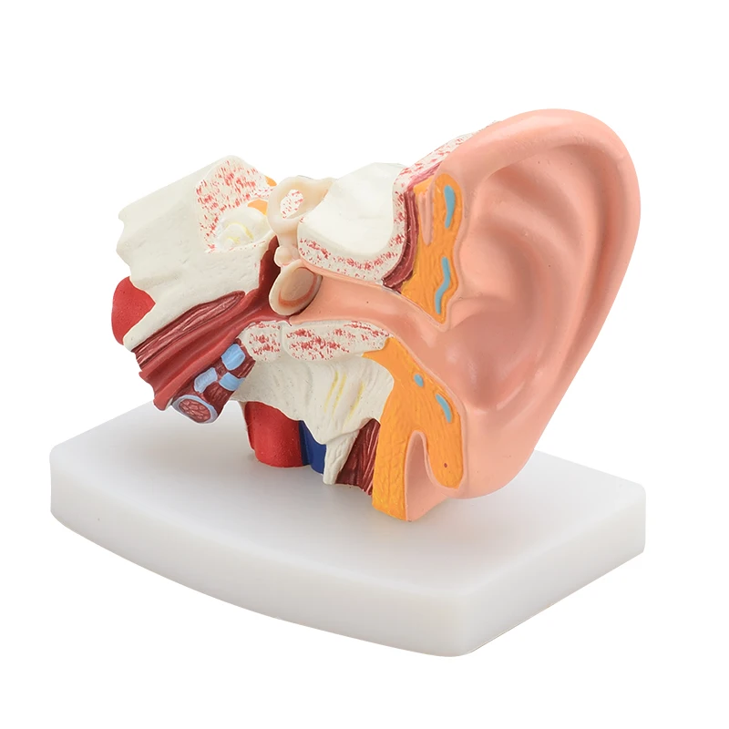 Medical Teaching Human Ear Anatomy Model Mini Pvc With Base| Alibaba.com