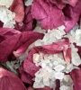 Jardin de roses