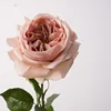Rosa Rosa Autunnale