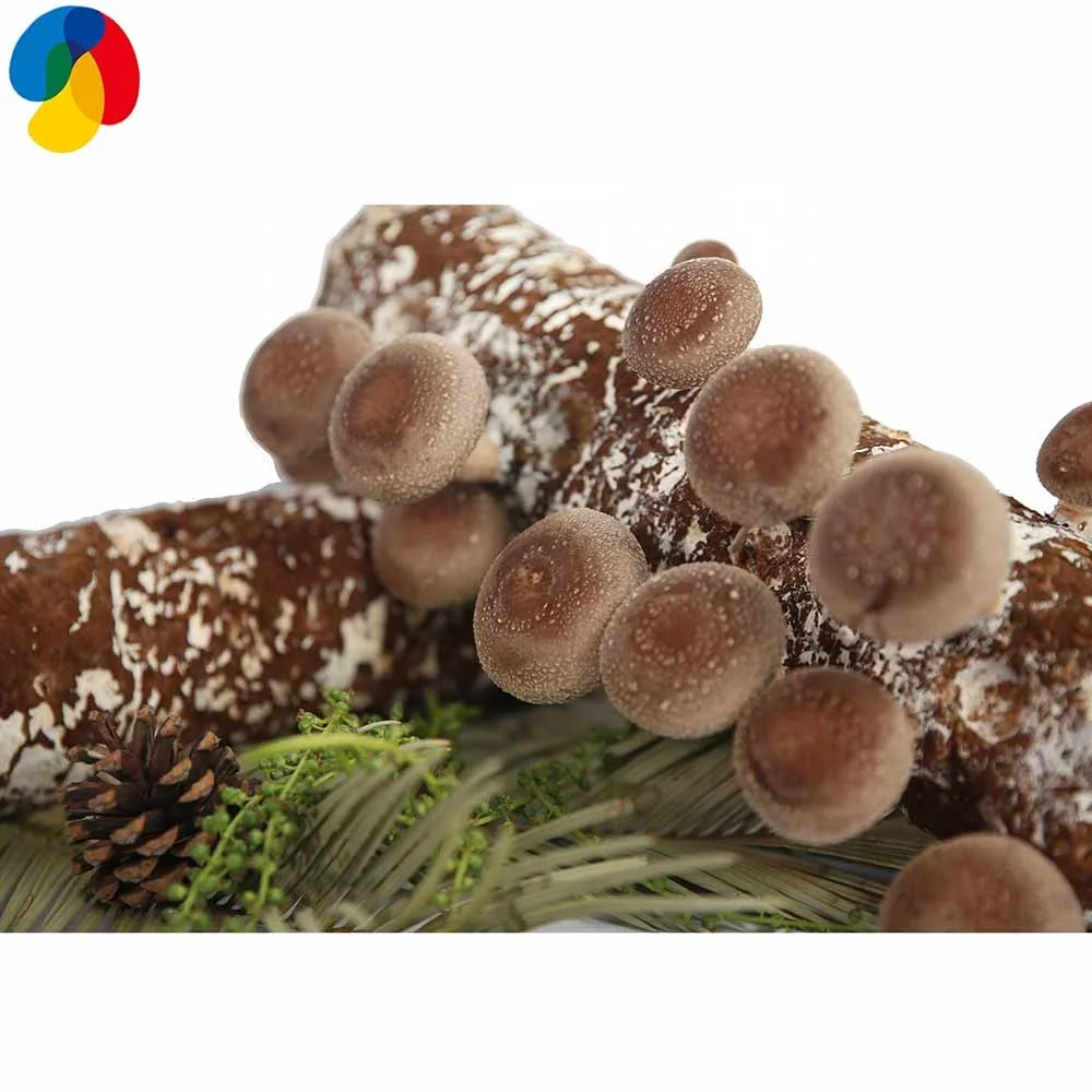 Шампиньон Shiitake Spawns, Buches with graines, Substrat with mycelium (Lentinula edodes)