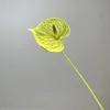 Anthurium
