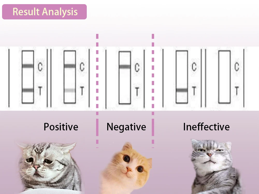 Тест кошечки. ПЦР тест для кошек FIV.