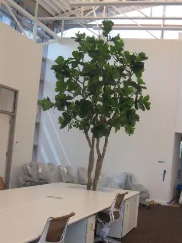 We Did a Commercial Case Fake Tree Decor Business & Office Buildings Artificial 15 Feet Ficus Lyrata Fiddle Leaf Fig Trees