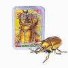 Gold Beetle [P-cover Packaging]