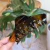 Écaille de tortue brillante