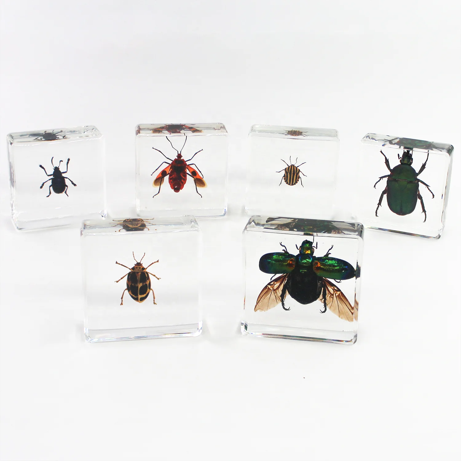 極美品【1点物】セミエビ 乾燥標本 色彩保存標本 関節可動 1点物】セミエビ① 乾燥標本 色彩保存標本 関節可動 昆虫用品