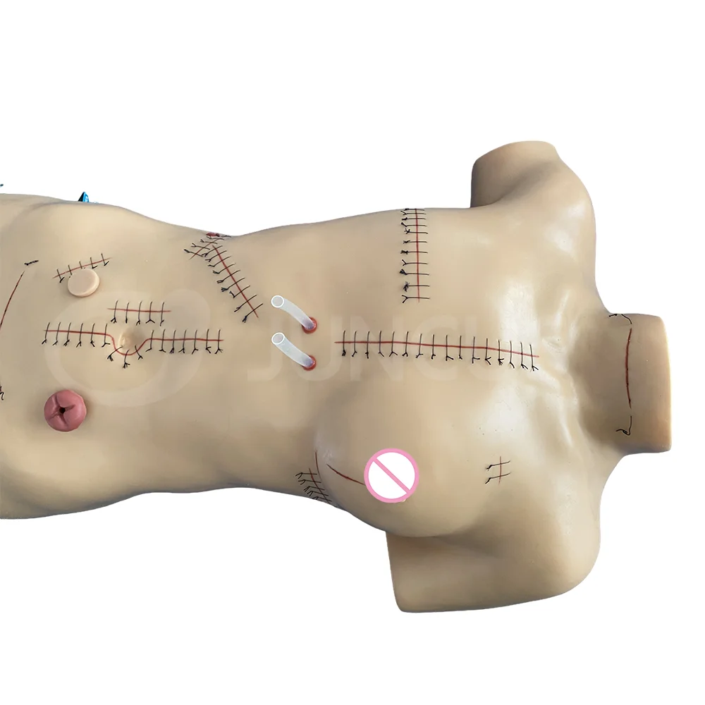 Standard Surgical Incisions Surgical Suture And Dressing Display Model   Hf9839c6e582d49189189b0ca6f5afdbc9 