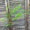 Thousand Layer Grass