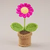 Rose red Daisy