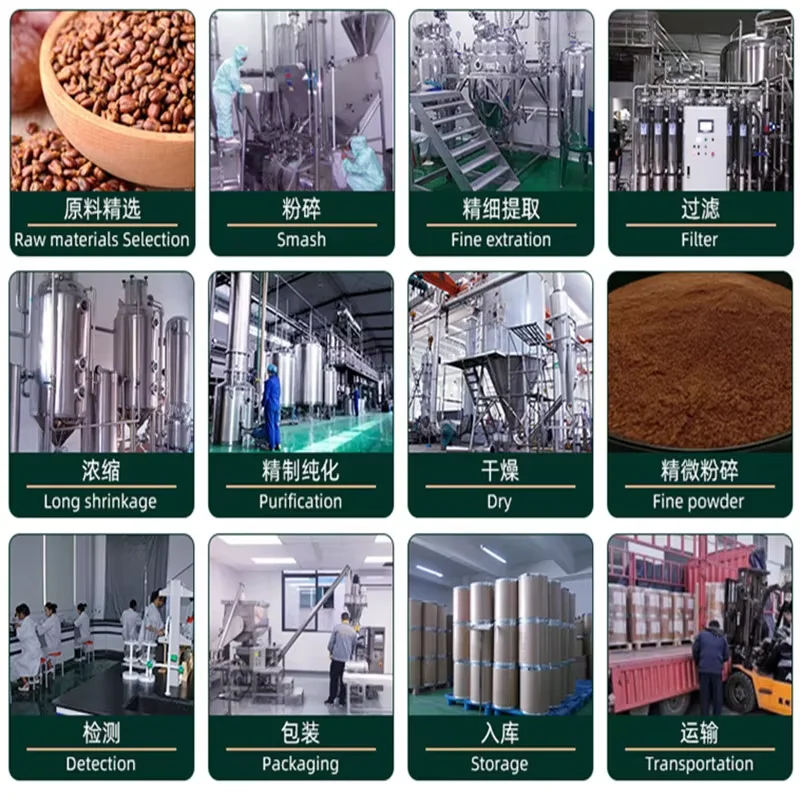 Rhei Radix Et Rhizoma Extract Powder  10:1, 20:1, 30:1; Plant Extract
