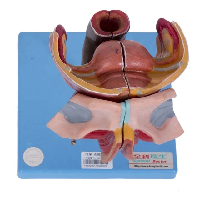 GD/A15105女性生殖器官医学解剖模型医学模型女性解剖模型| Alibaba.com