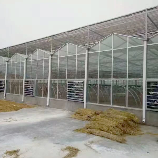 Hot sale commercial glass greenhouse for plants/vegetable/flowers
