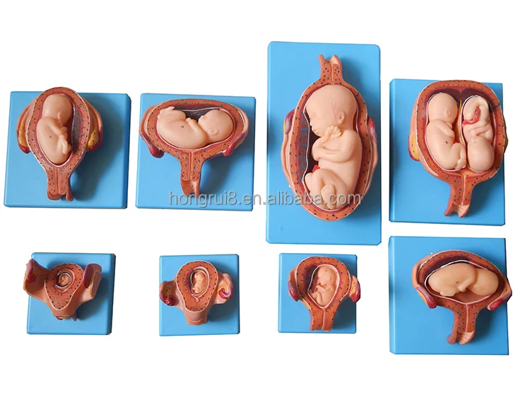 Human Gestation Embryonic Development Anatomical Model