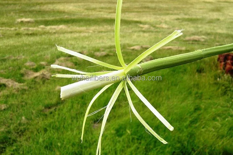 Натуральное конопляное волокно высокого качества для 40s 60s 80s