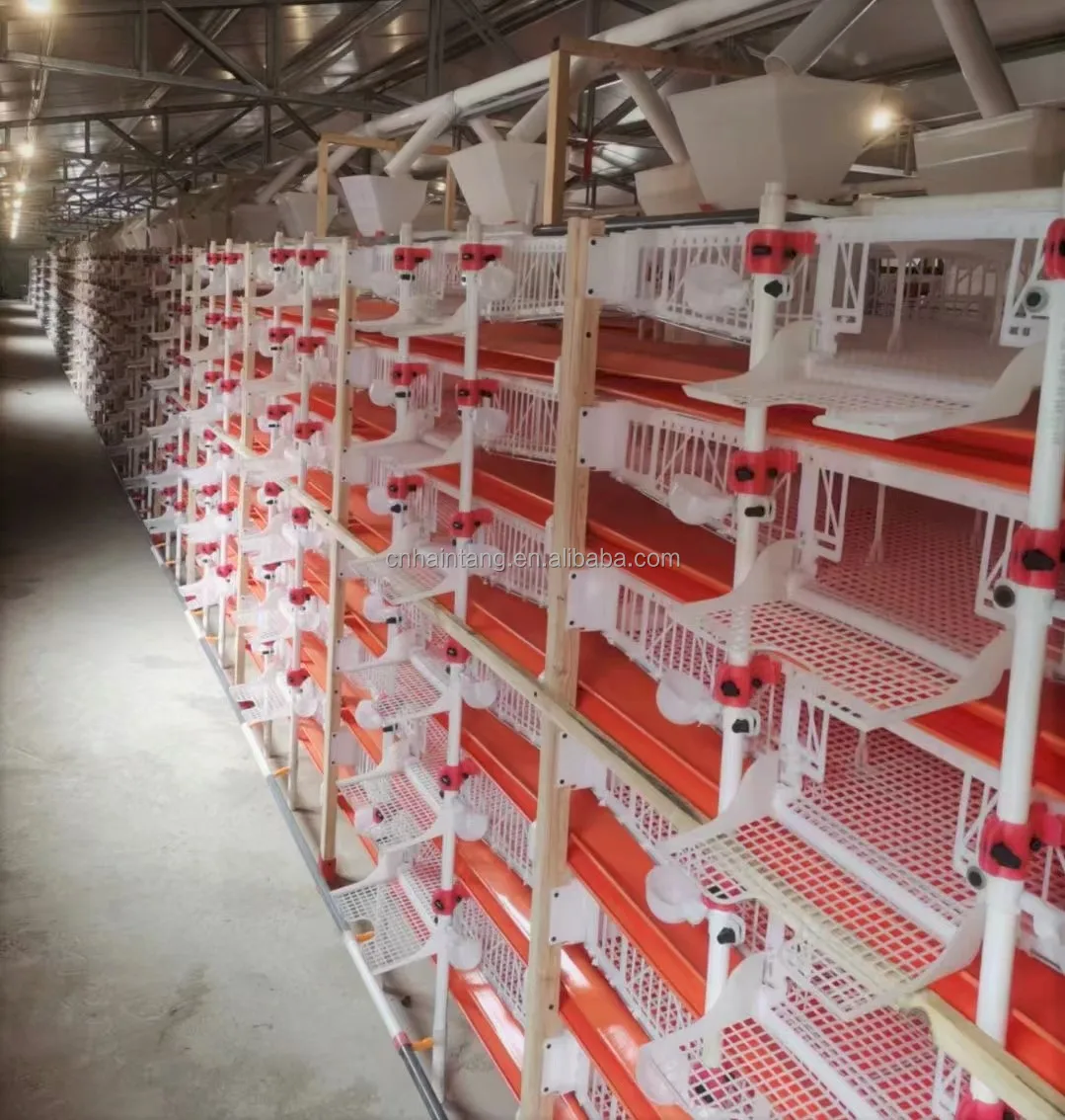 Pvc Material Automatic Quail Cage Buy Commercial Quail Cages,Quail