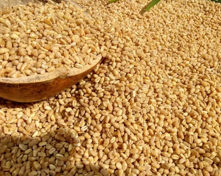 Маш пшеница. Семена пшеницы микрозелень. Маш пшеница. Маш пшеница. Пшеница комбайн.