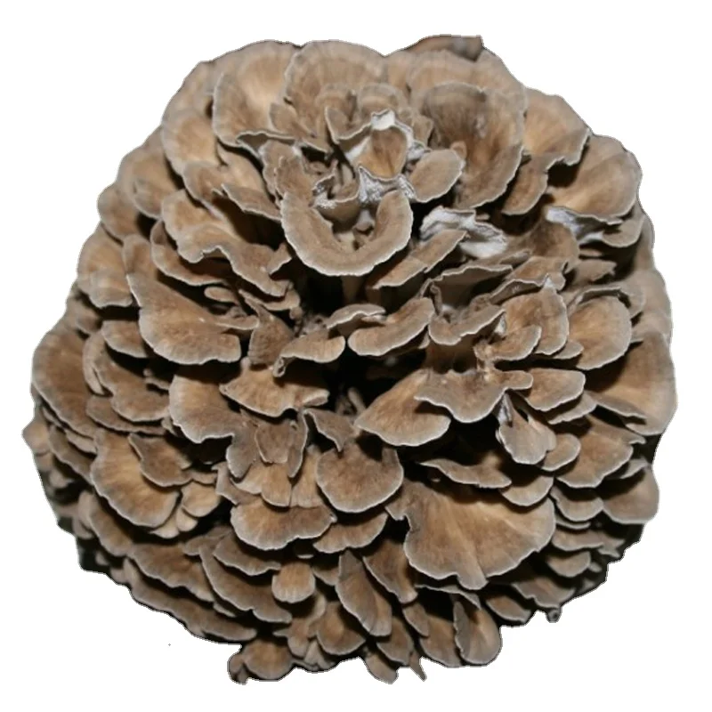 Organic Grifola Frondosa /maitake Mushroom Extract ; GMO-free No Preservatives Flavors and