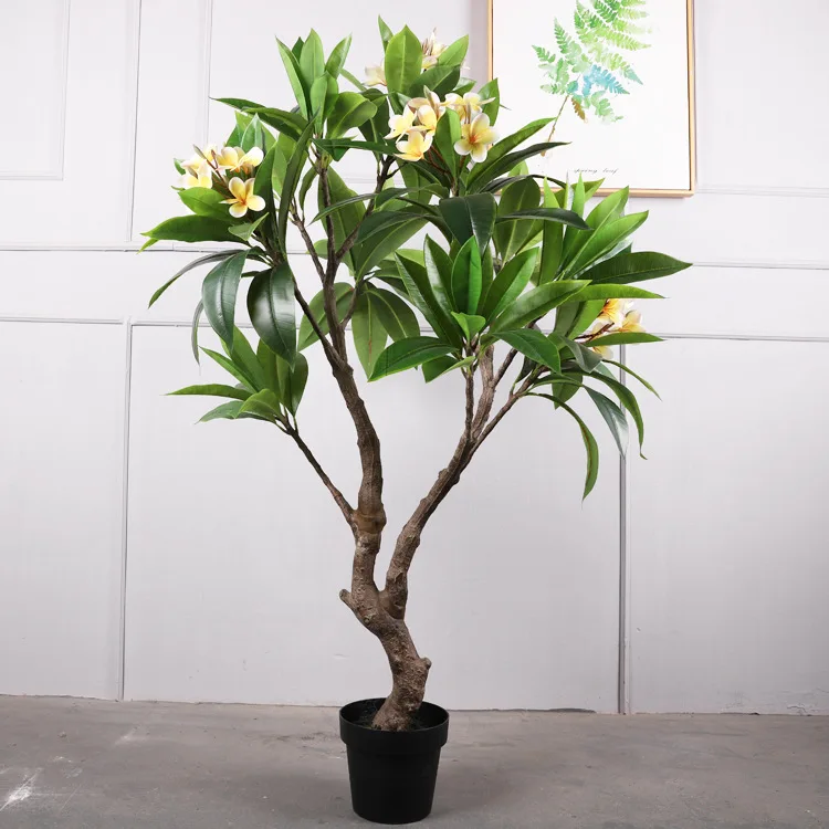 arachniodes simplicior variegata *RETAIL main image 1