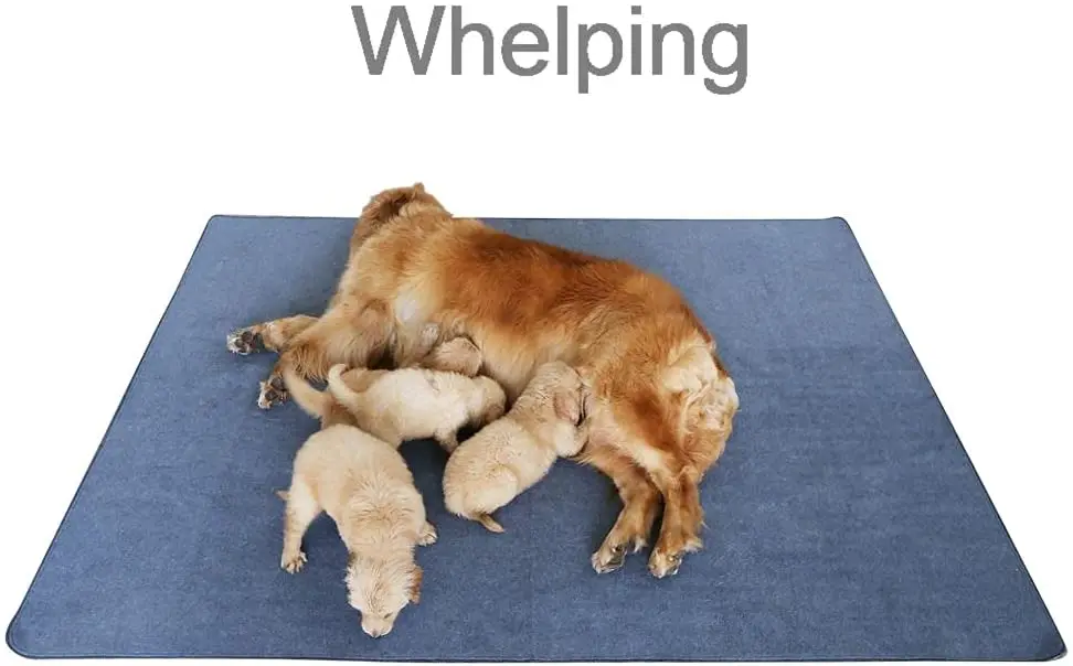Slipping dog. Slipping dog