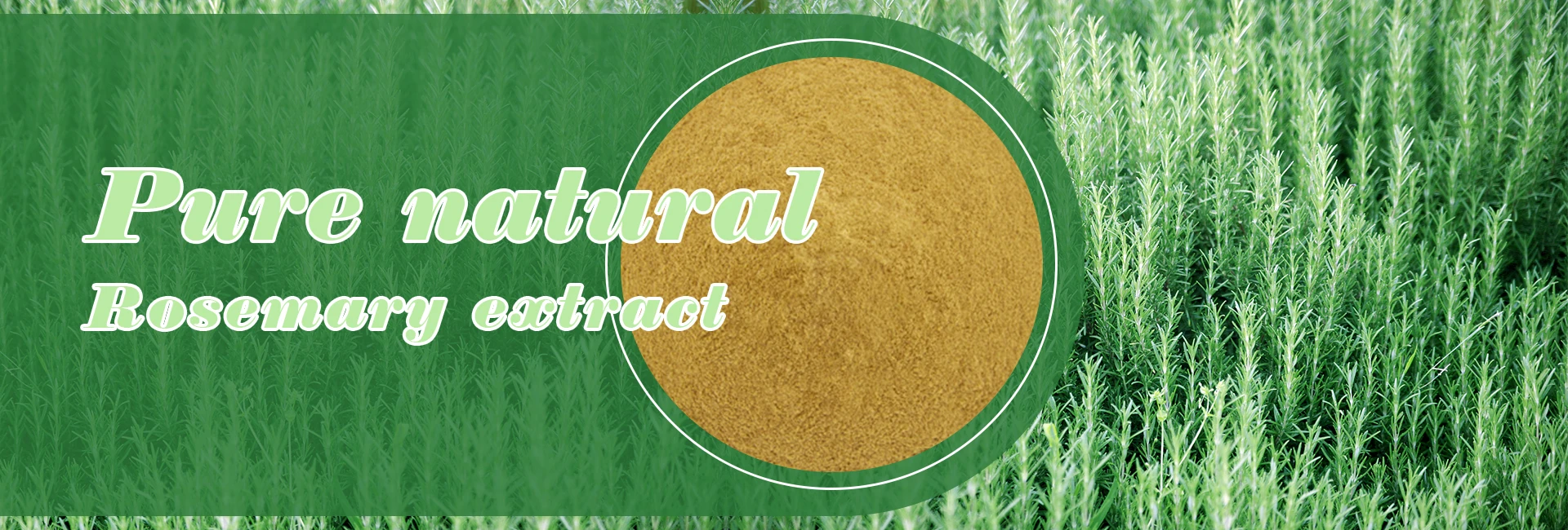 Best Supply Rosemary Extract 598 Rosmarinic Acid Rosemary Extract