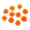 Chrysanthemum3
