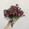 rosa 01