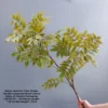 Autumn color single pole lacquer wood leaves-2 forks 25 heads