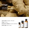 Ginger (France) 10ml