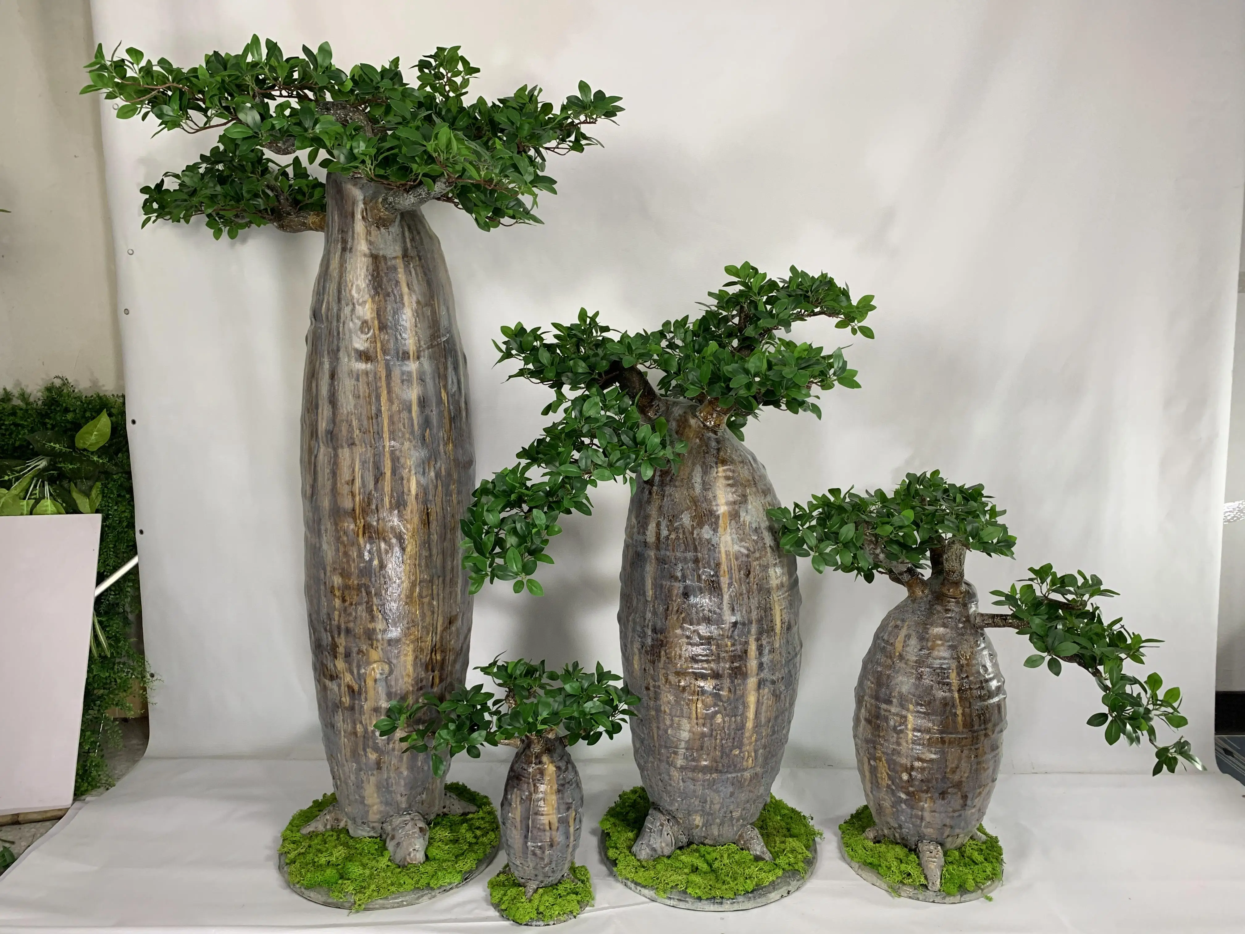 buy japanese maple bonsai Large Trident Maple Specimen Bonsai main image 1