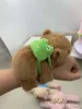 Capybara grenouille arrière