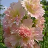 Rosa a doppio petalo