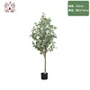 Money Tree - 150cm