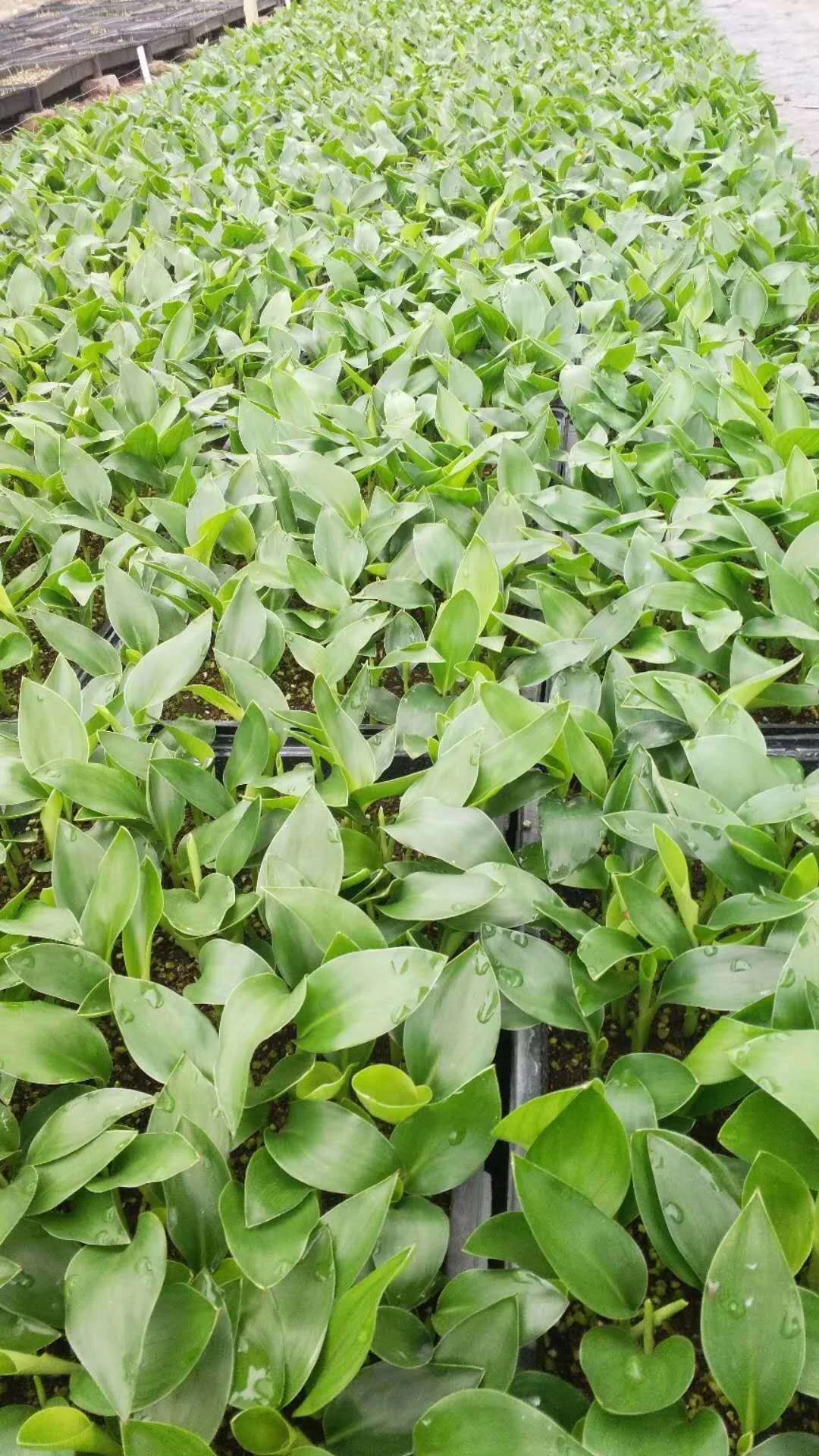 Завод рассады небо