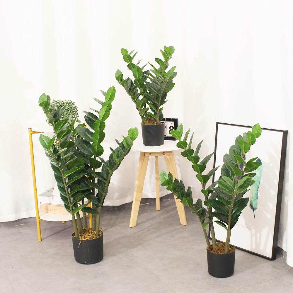 buy zz plant nz ZZ Plant main image 0