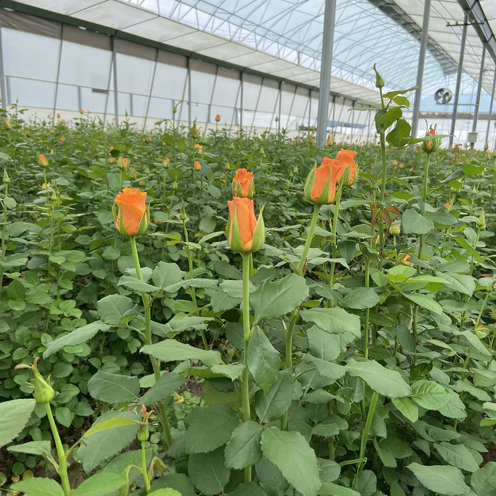 Competitive Price Small Sprayed Chrysanthemum Fresh Cut Flowers 10