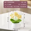 White and yellow forget-me-not potted plant