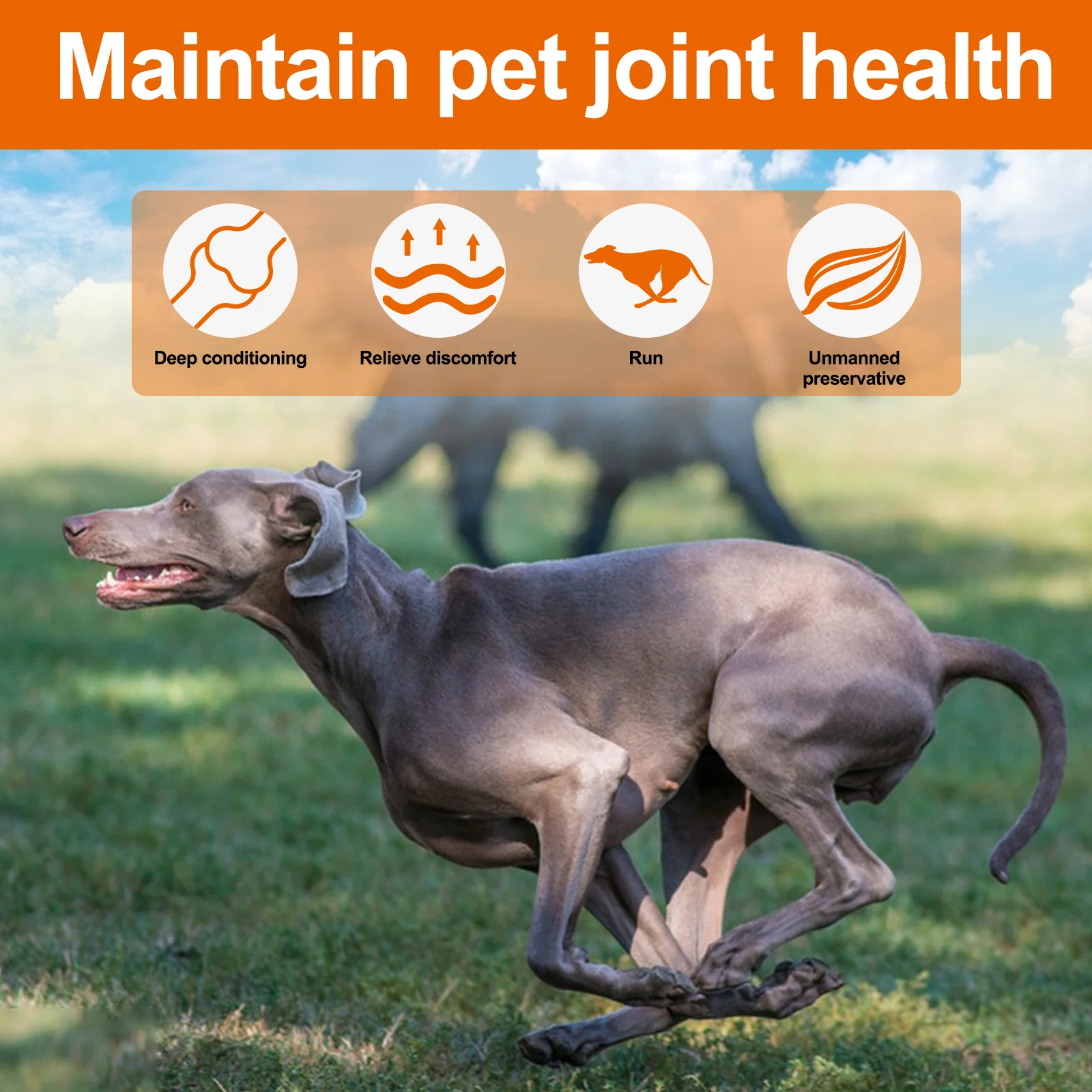 Hip And Joint Supplement For Dogs Glucosamine For Dogs Joint Pain