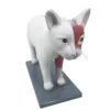 B027 Cat Anatomy Model