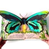 Mariposas