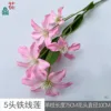 Clematis de 5 cabezas BD Light Pink