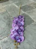 Purple 1