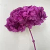 Viola classico