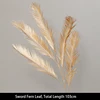 Sword Fern Leaf