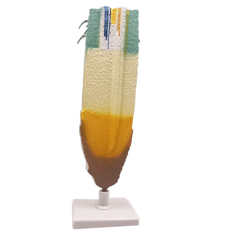 Root tip. Root tip
